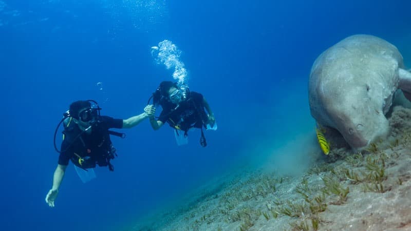 Unlimited House Reef Diving